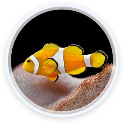 Clown Fish