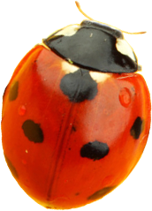 Ladybug